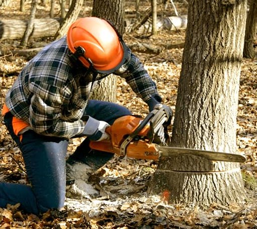 Tree Removal in North Sutton, NH